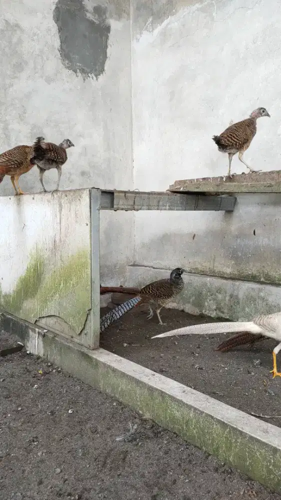Golden pheasant usia remaja