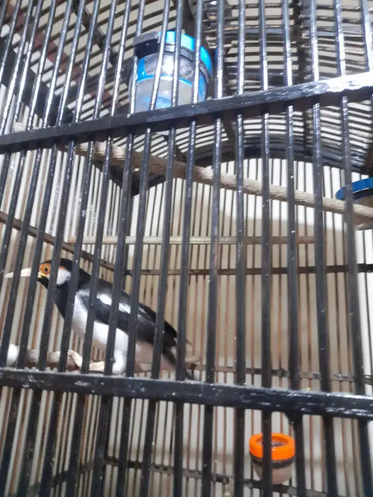 Misi admin.nih sy mau menawarkan burung kesayangan ku jalak suren