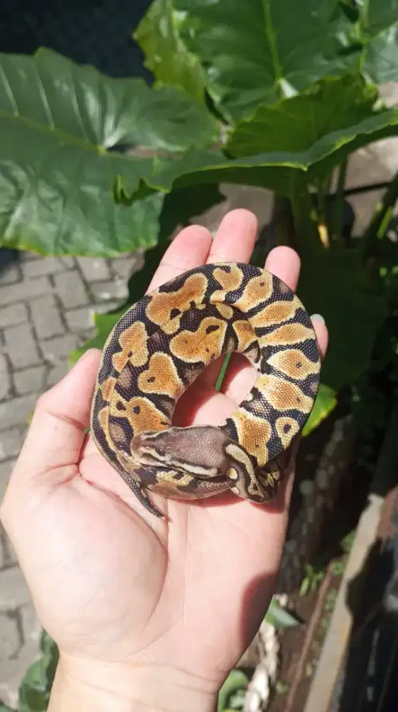 BP Pastel het Ghost Betina Istimewa
