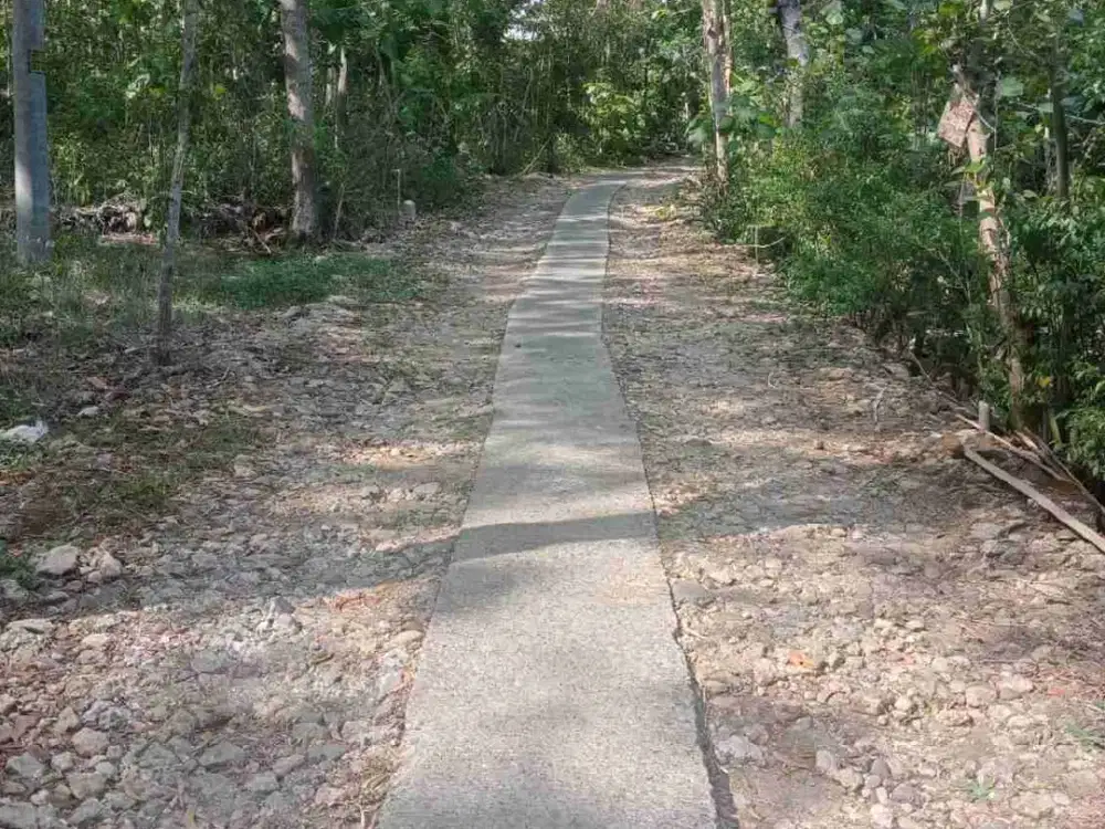 Tanah Murah 1 Hektar Bonus Ratusan pohon Jati