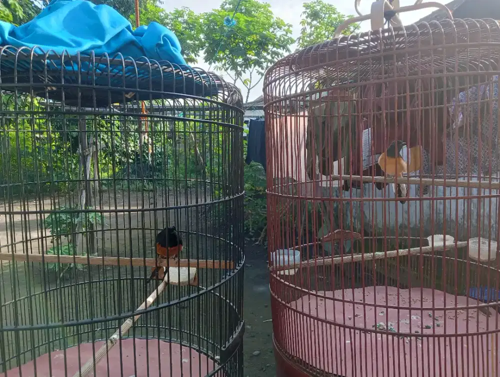 Murai Sepasang Murah