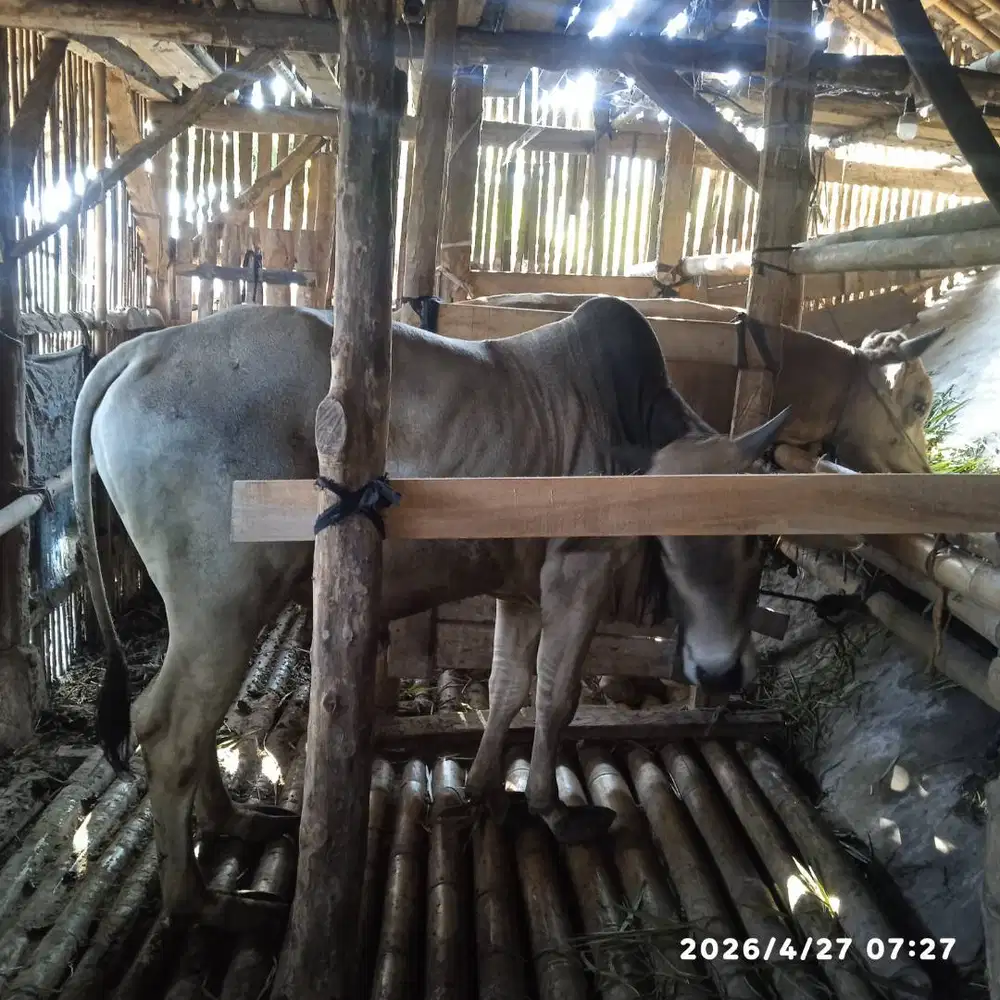 Jual sapi untuk qurban