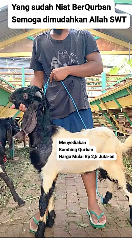 Kambing Kurban Qurban Murah