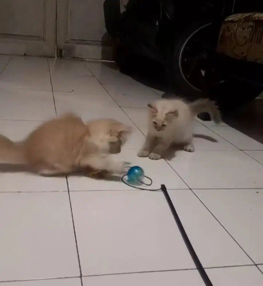 Kucing betina NS hiamalaya 3 bulan