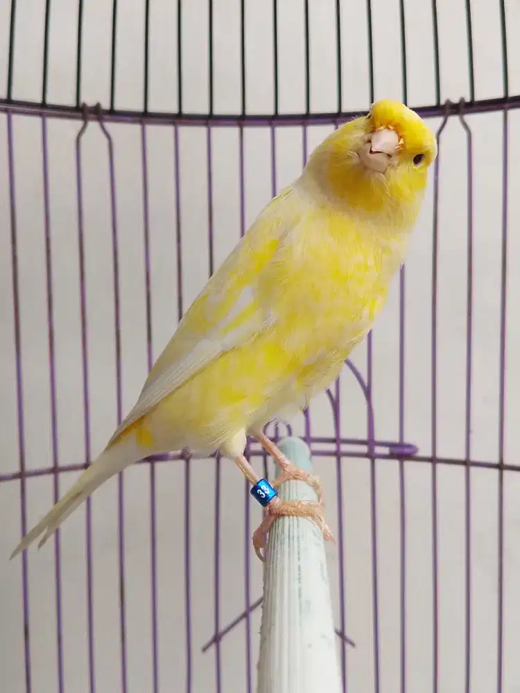 Burung kenari PAUD seri F1 Rasmi ekstra joss