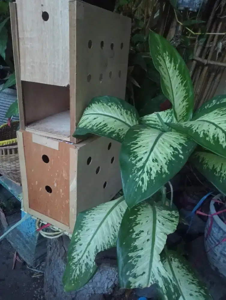 Box untuk pengiriman ayam betina