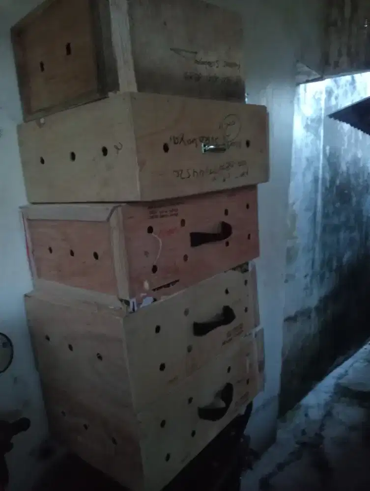 Box untuk kirim ayam ukuran jantan panjang