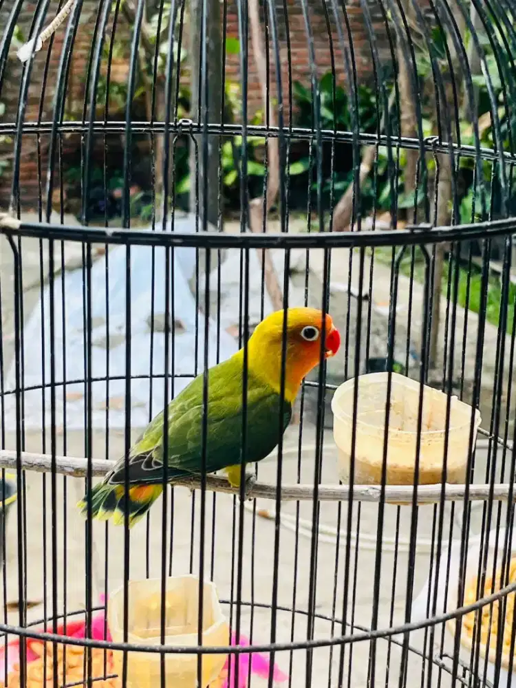 Jual burung love bird