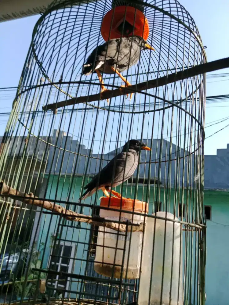 Dijual burung semua