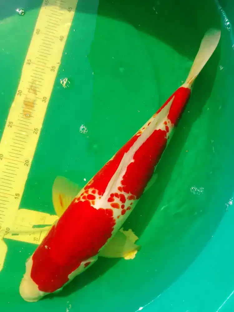 Ikan koi jenis Kohaku size 47cm merah pola Kanoko