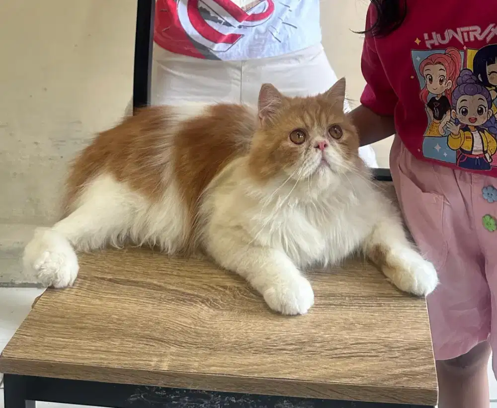 Kucing Peaknose Jantan umur 10 bulan