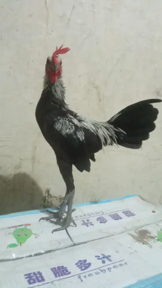 Ayam MGB siapan sepaket