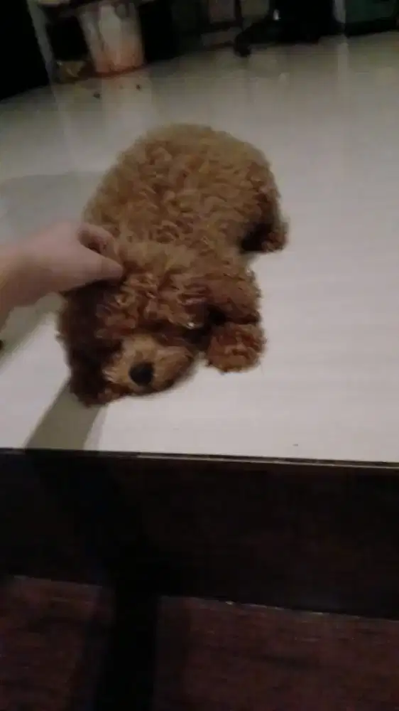 POODLE lincah & sehat