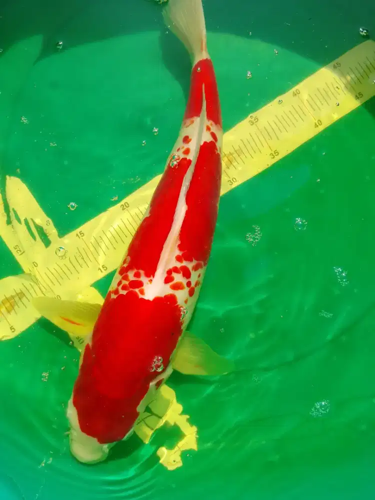 Ikan koi jenis Kohaku 47cm pola original Kanoko