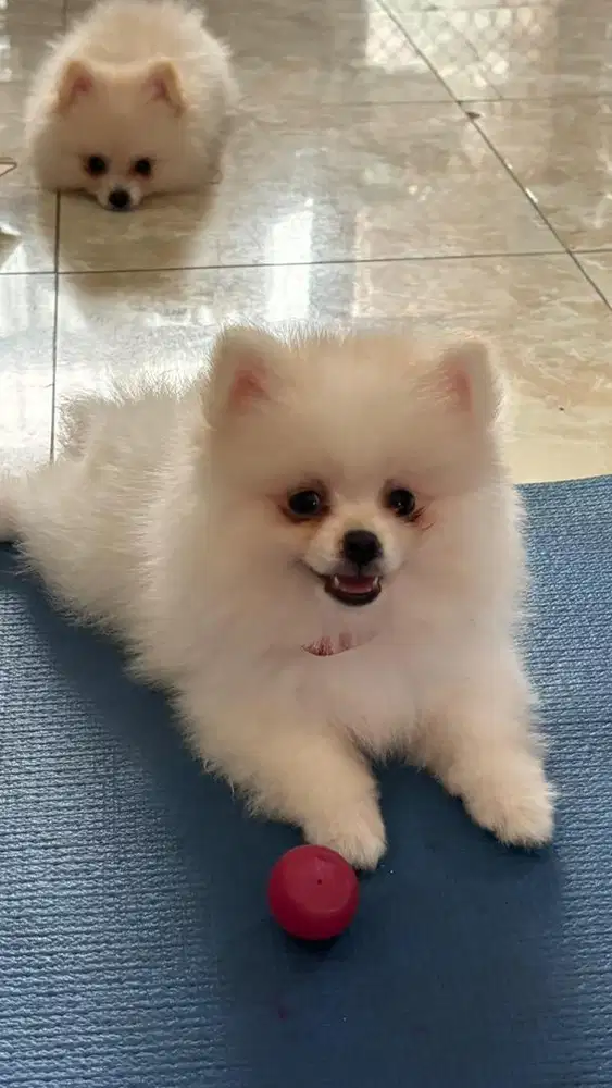 Minipom Male Stambum Vaksin