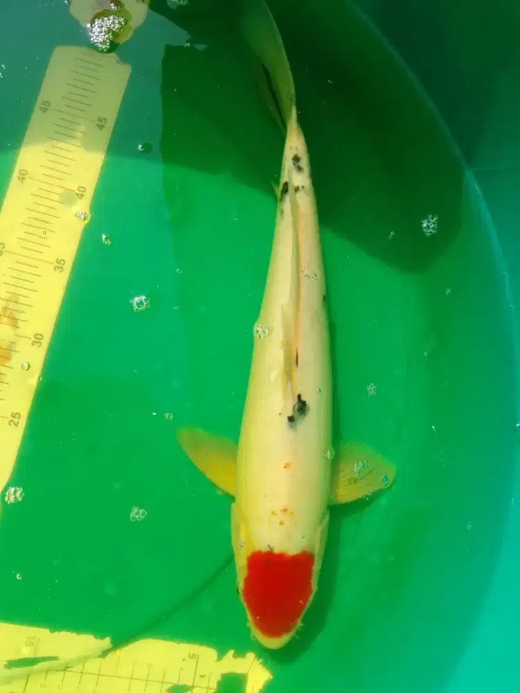 Ikan koi jenis Tancho Sanke 44cm male
