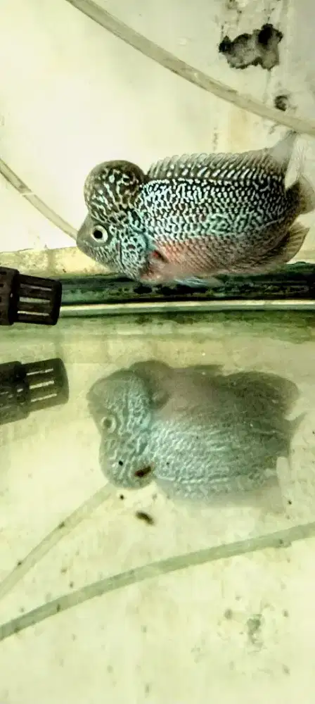 Louhan kamfa mata putih