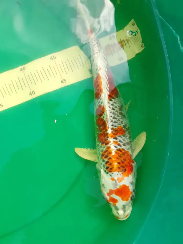 Ikan koi jenis Kujaku 30cm bagus
