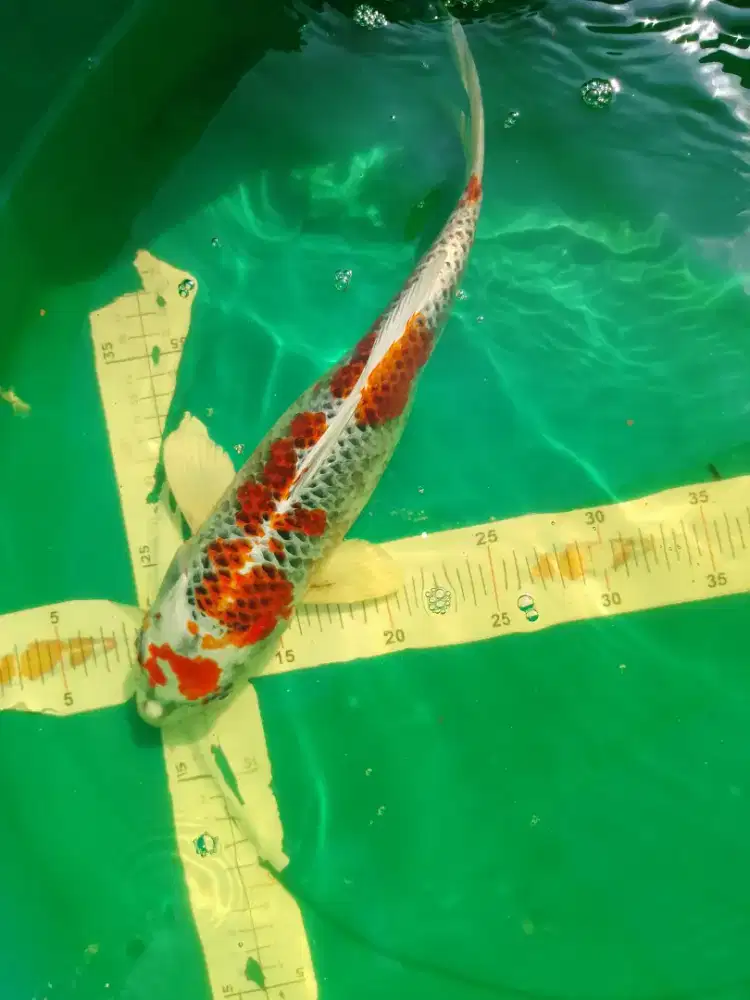 Ikan koi jenis Kujaku 30cm HQ