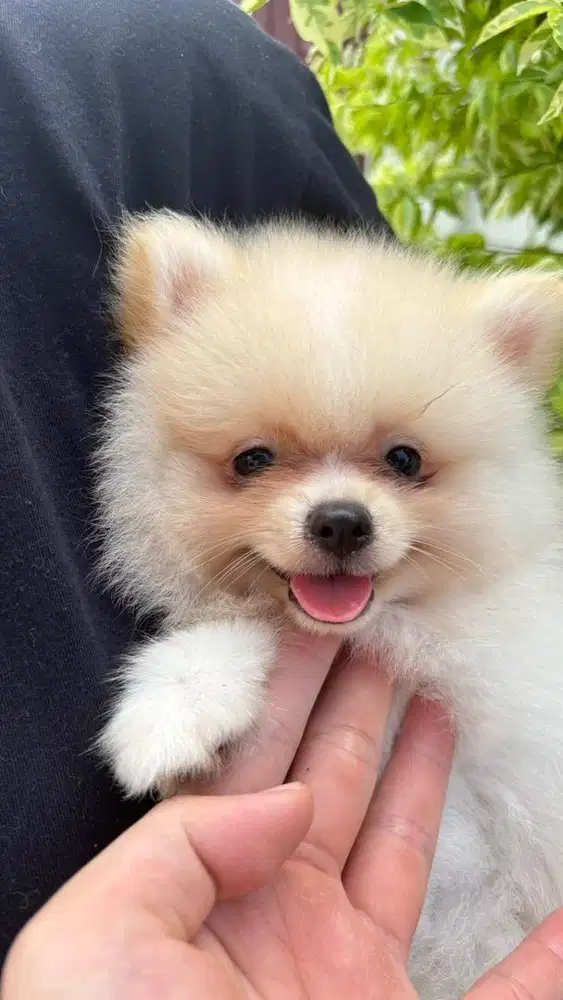 Minipom Male Stambum