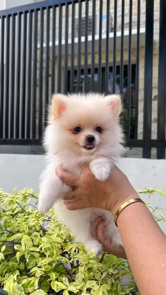 Minipom Male Stambum