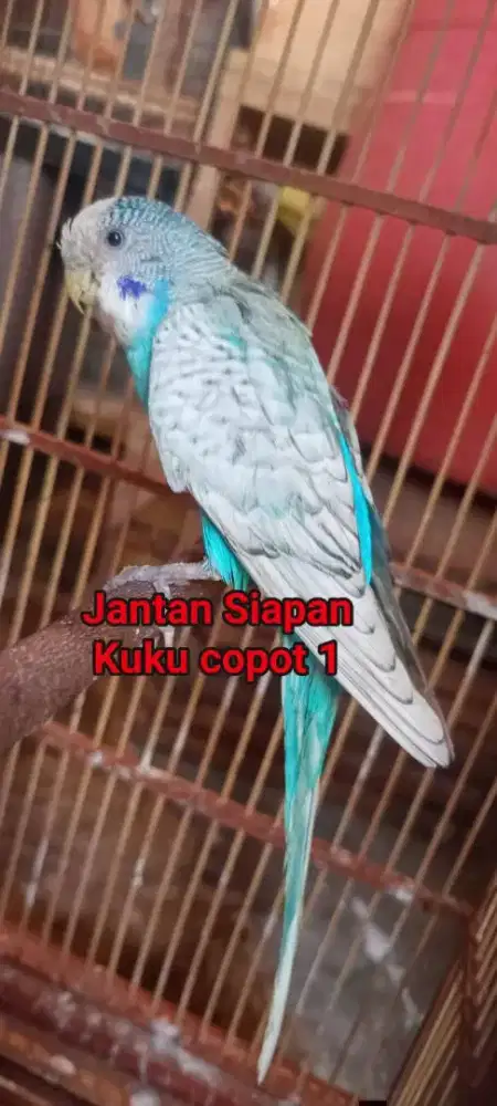 Burung Parkit Cantik