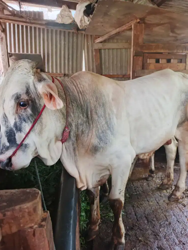 Sapi Jumbo Siap Qurban 2026