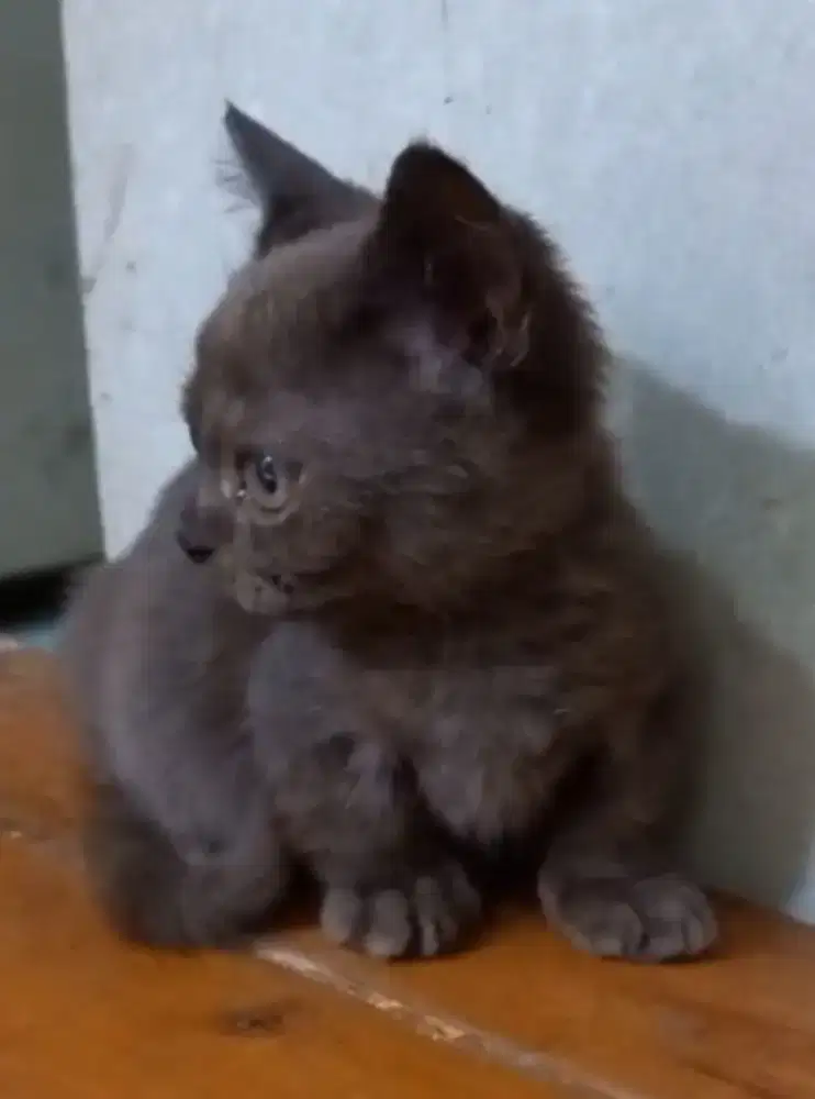 Kitten bsh munchkin
