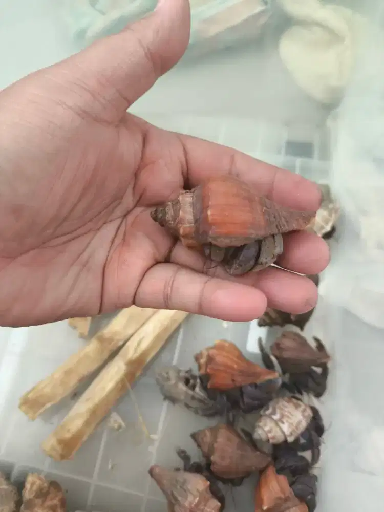 Hermit crab / kelomang size M dan L