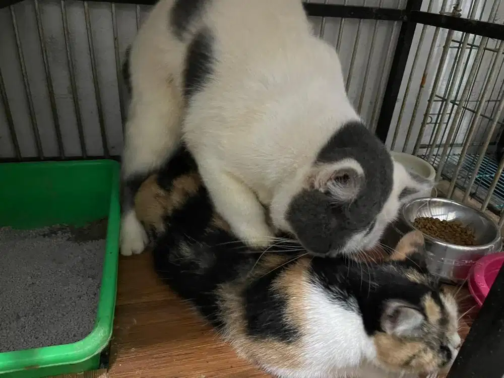 Kucing BSH Betina Hamil