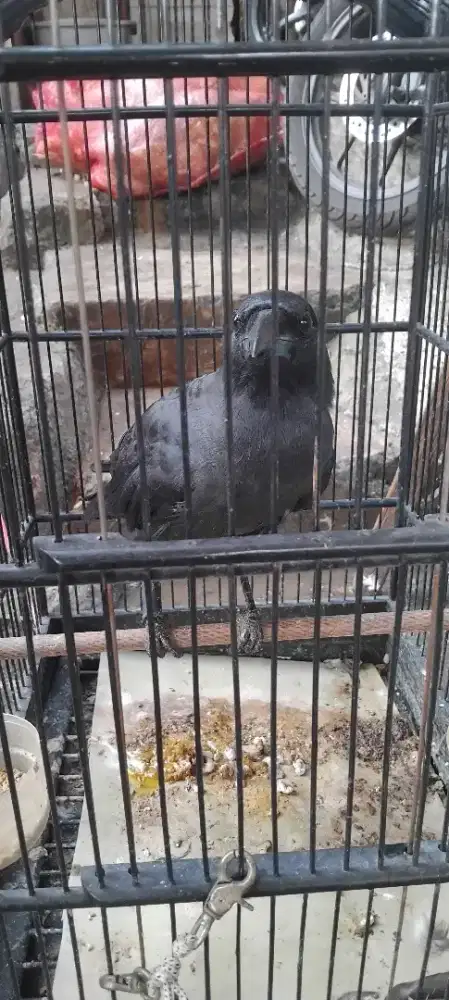 Burung gagak hitam