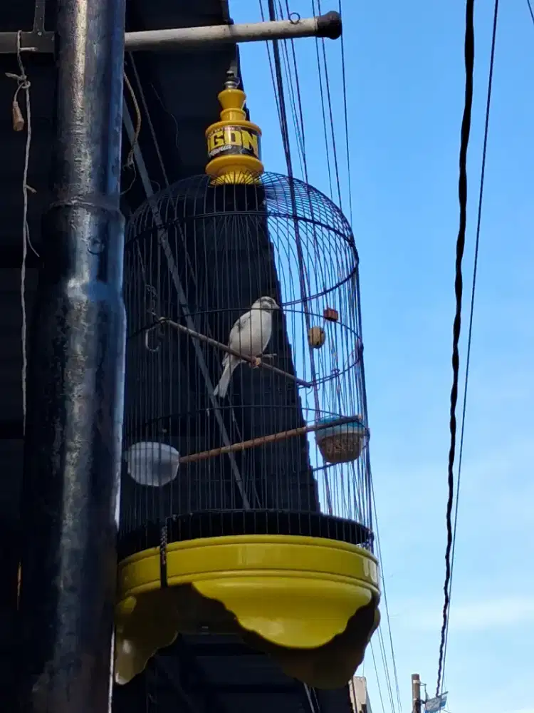 Jual cepat burung kenari panda af ngerol