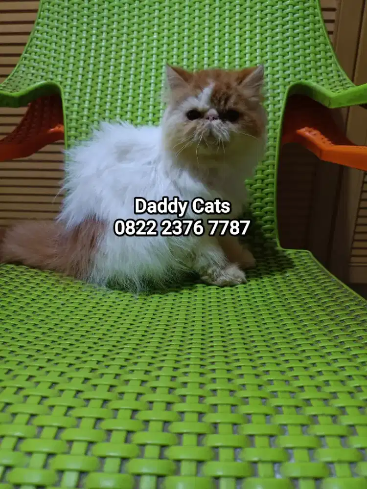 Peaknose Betina 3 Oktober 2025