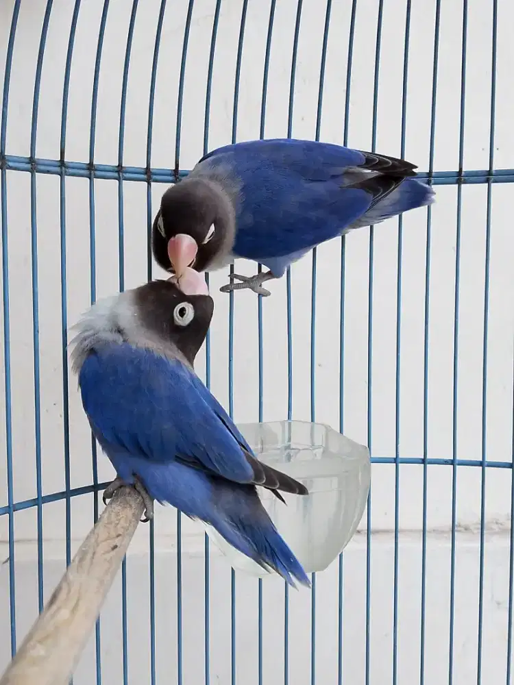 Burung lovebird sepasang mapan siap ternak