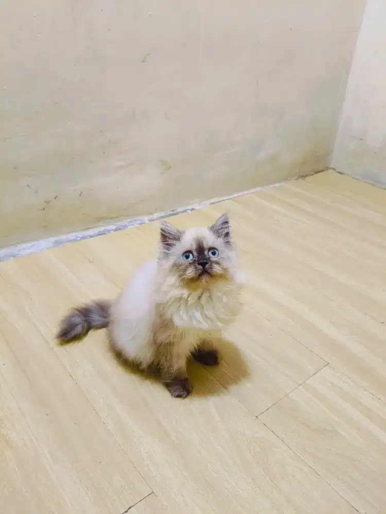 Kitten Himalaya sealpoint