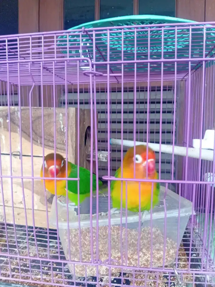 Lovebird Josan Sepasang