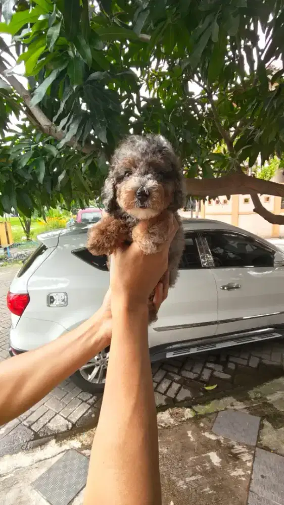 Poodle Merle phantom unik