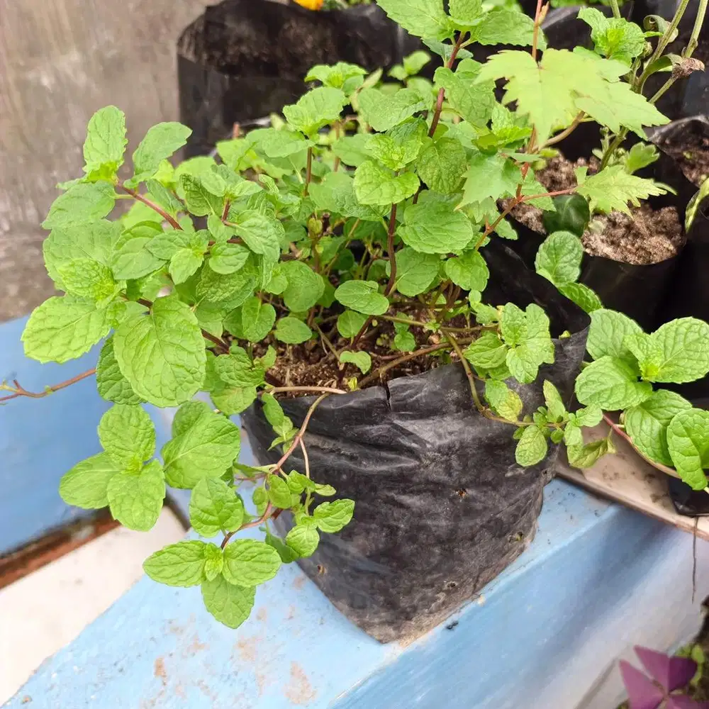 Daunt mint untuk kesehatan