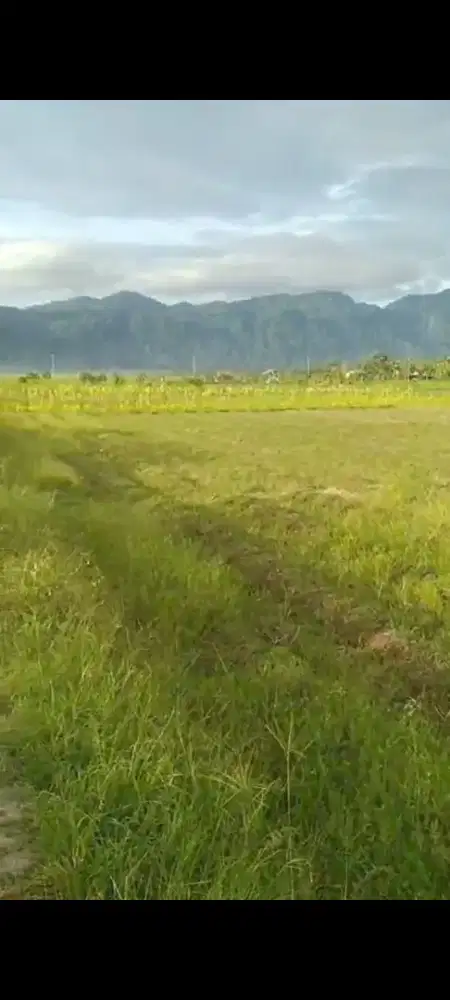 DIJUAL TANAH SAWAH 6300 M2 SHM – CINANGKA, SERANG, BANTEN