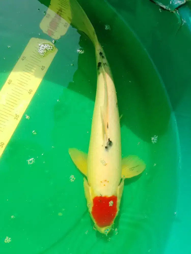 Ikan koi jenis Tancho Sanke 43cm