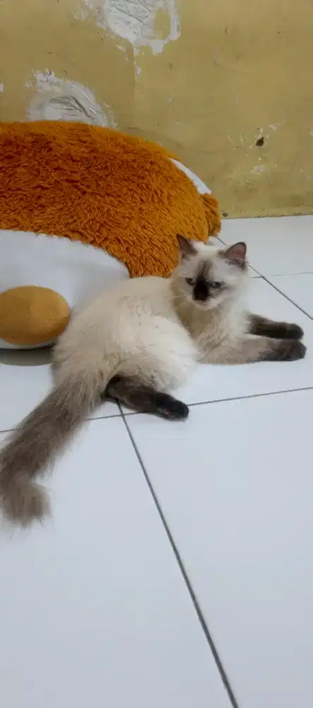 Kucing Persia Himalaya betina dewasa