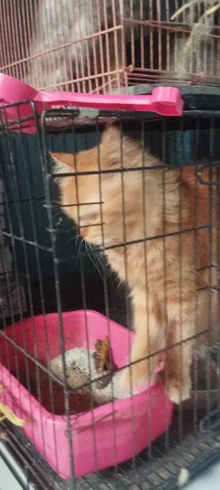 Kucing persia umur 1 th