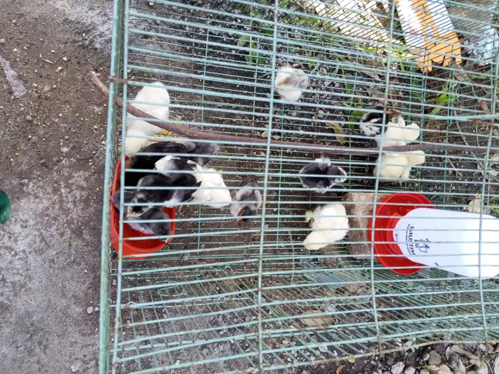 Anak ayam hias sehat