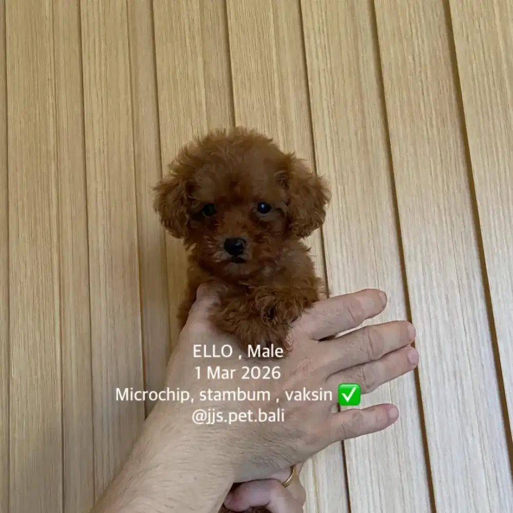 Toy poodle jantan betina