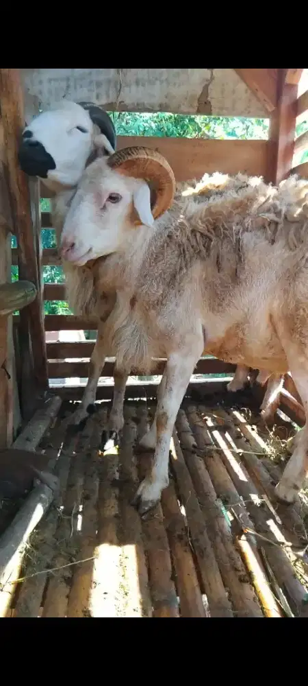 Kambinv qurban dan aqiqah berbagai ukuran dan harga