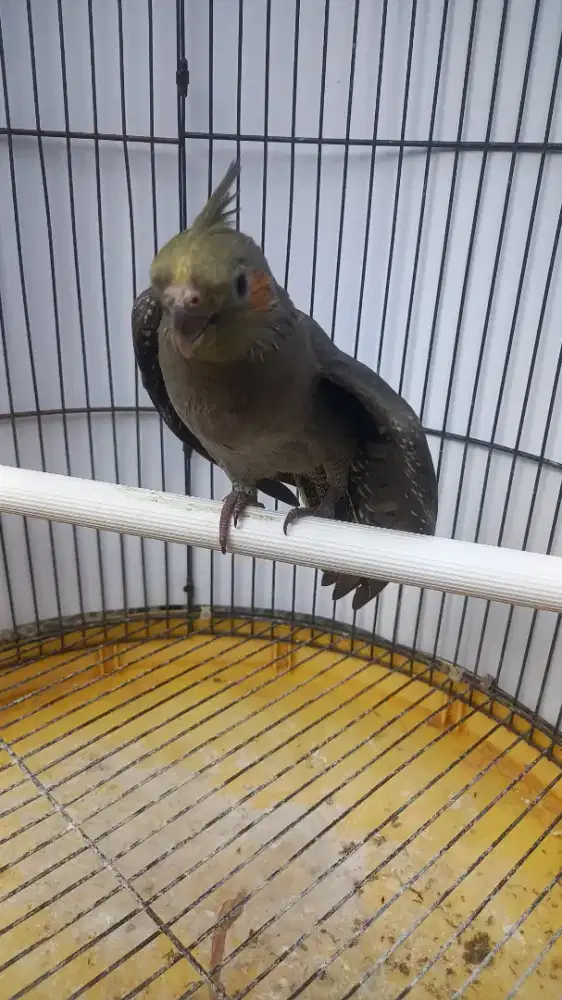 Falk Grey Jinak bangett