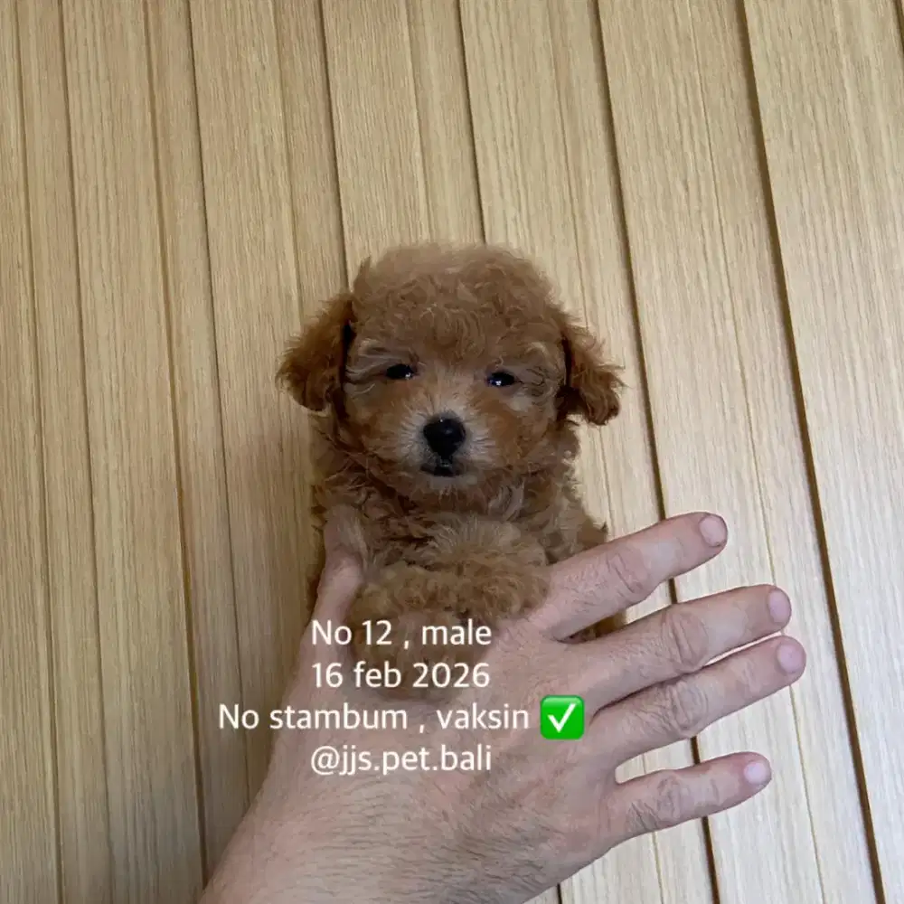 Toy poodle jantan betina non stb