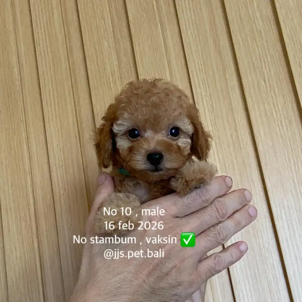 Toy poodle jantan betina non stb