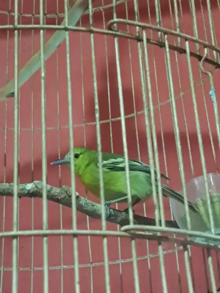 Sirtu tawatan por total