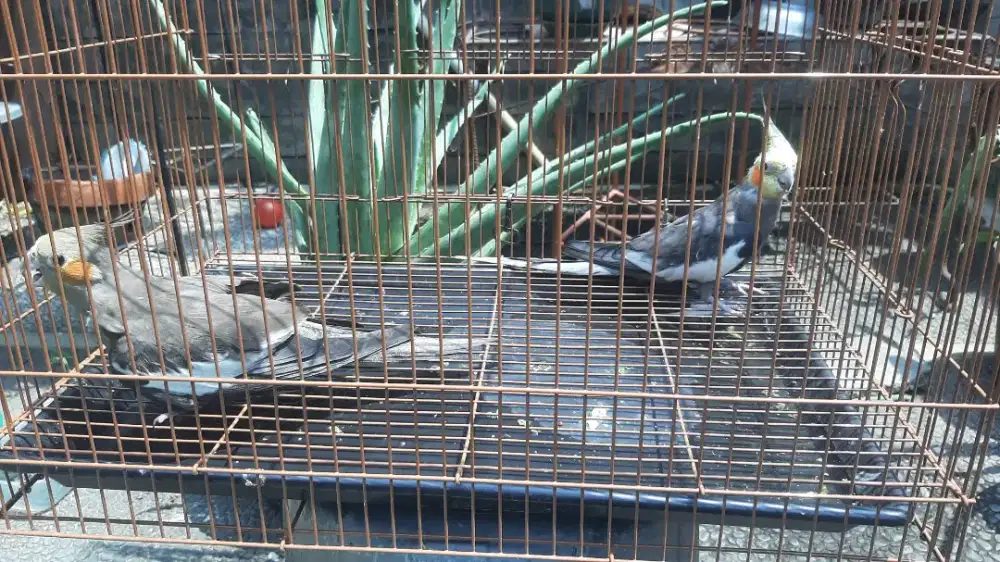 Falk Grey Grey indukan